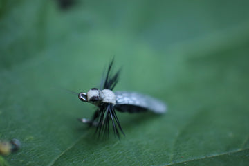 Realistic Adult Stone Fly
