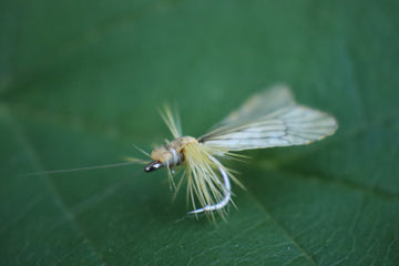 Realistic Adult Caddis Fly