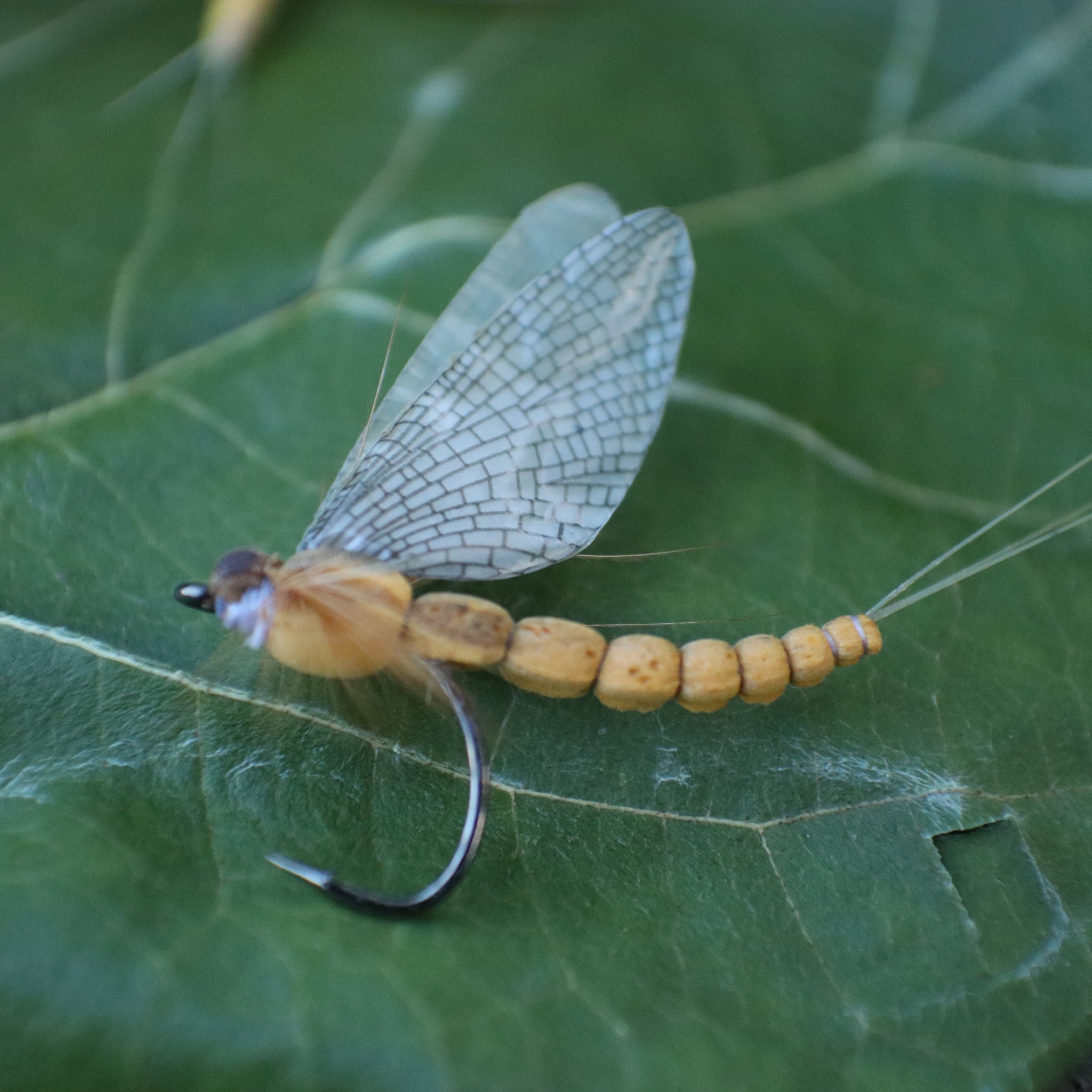 Top Trout Flies