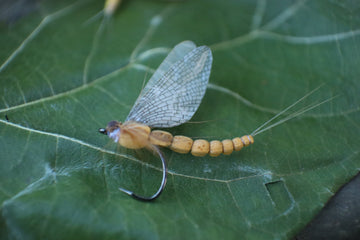 Top Trout Flies