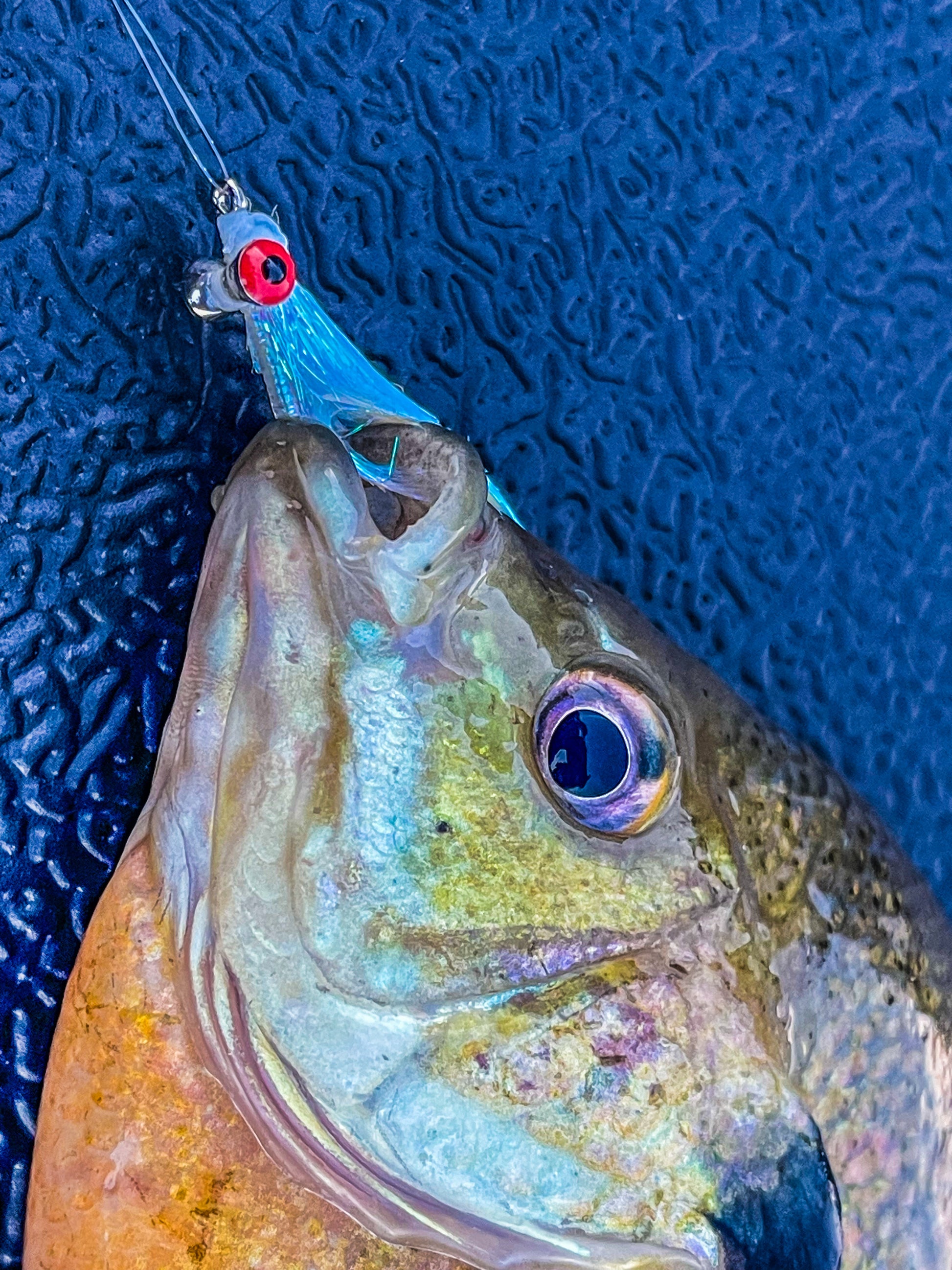 Sunfish and blue gill  with Crazy Charlie