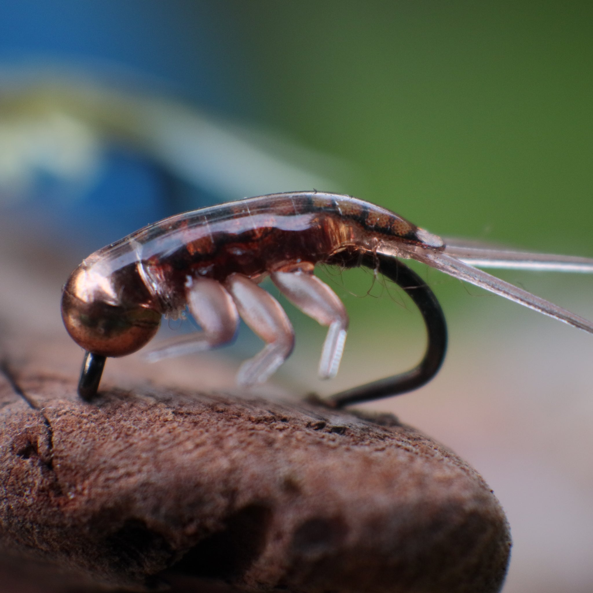 Caddis Larva nymphs