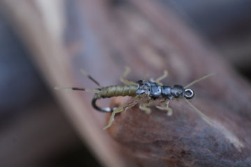 Realistic Stone Fly