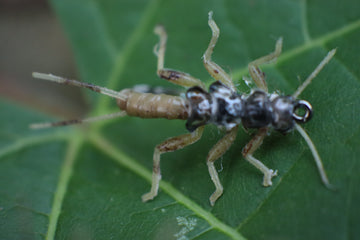 Realistic Stone Fly