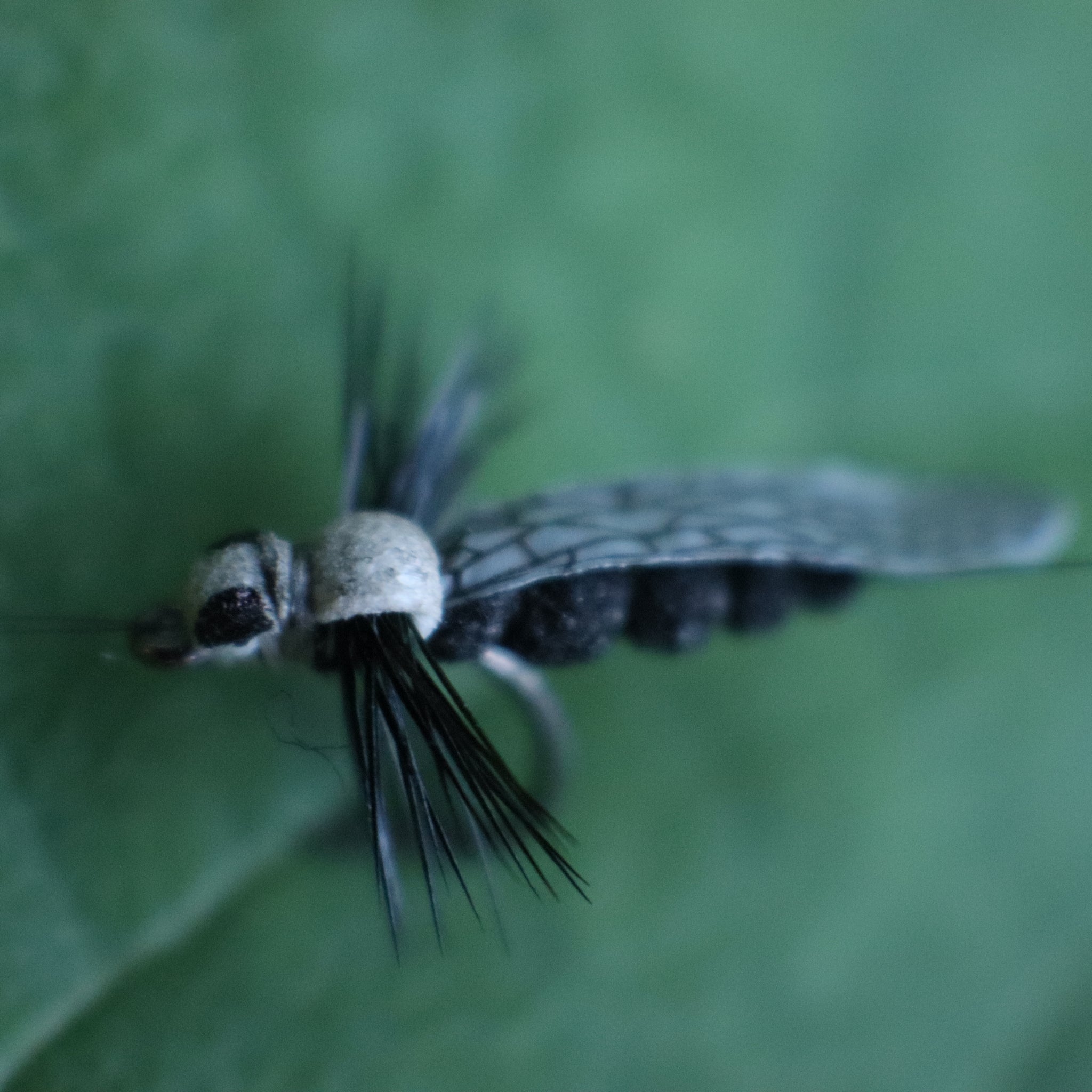 Adult Stone Fly- Realistic Stone Fly