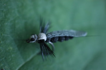 Adult Stone Fly- Realistic Stone Fly