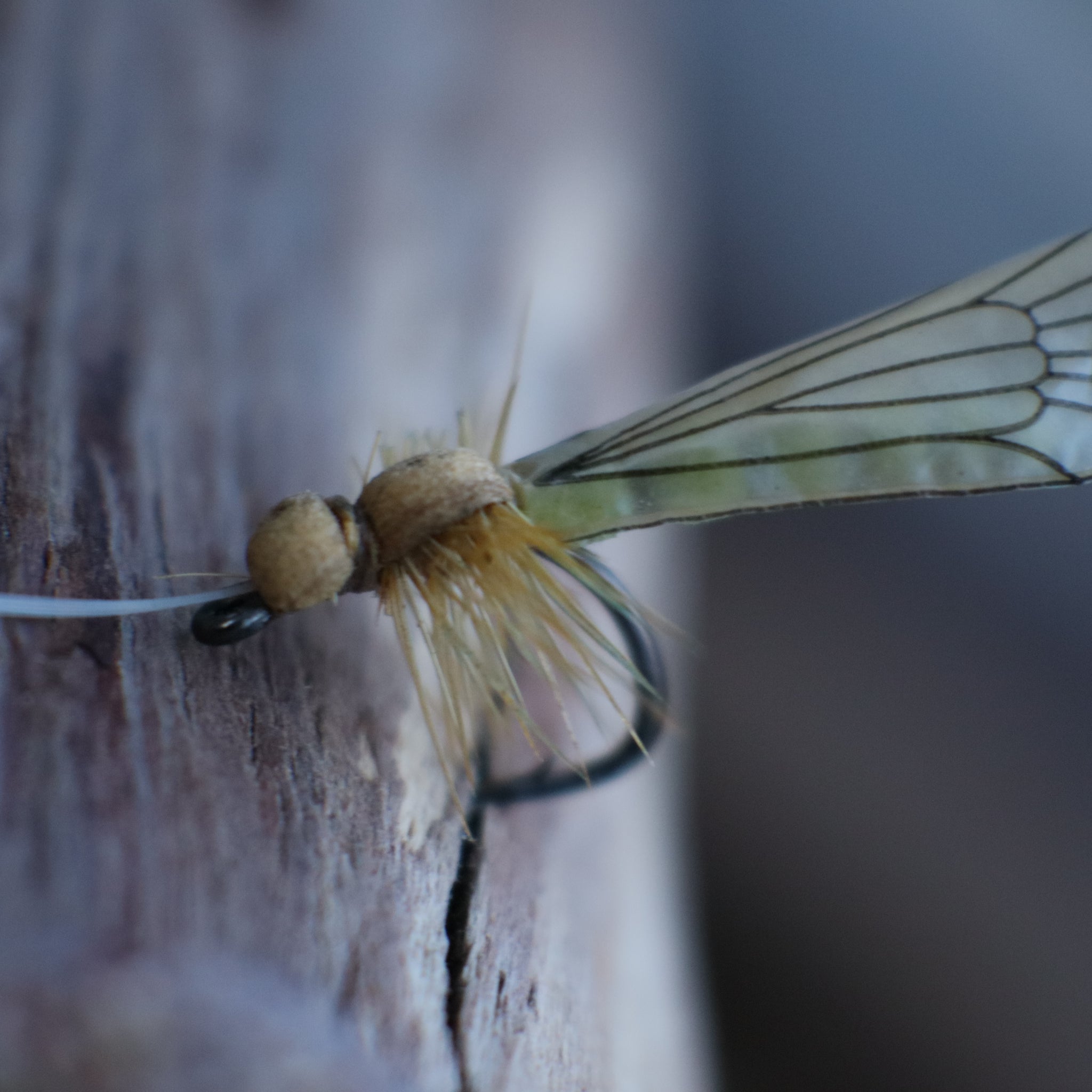 Adult Caddis Fly- Realistic Adult Caddis fly