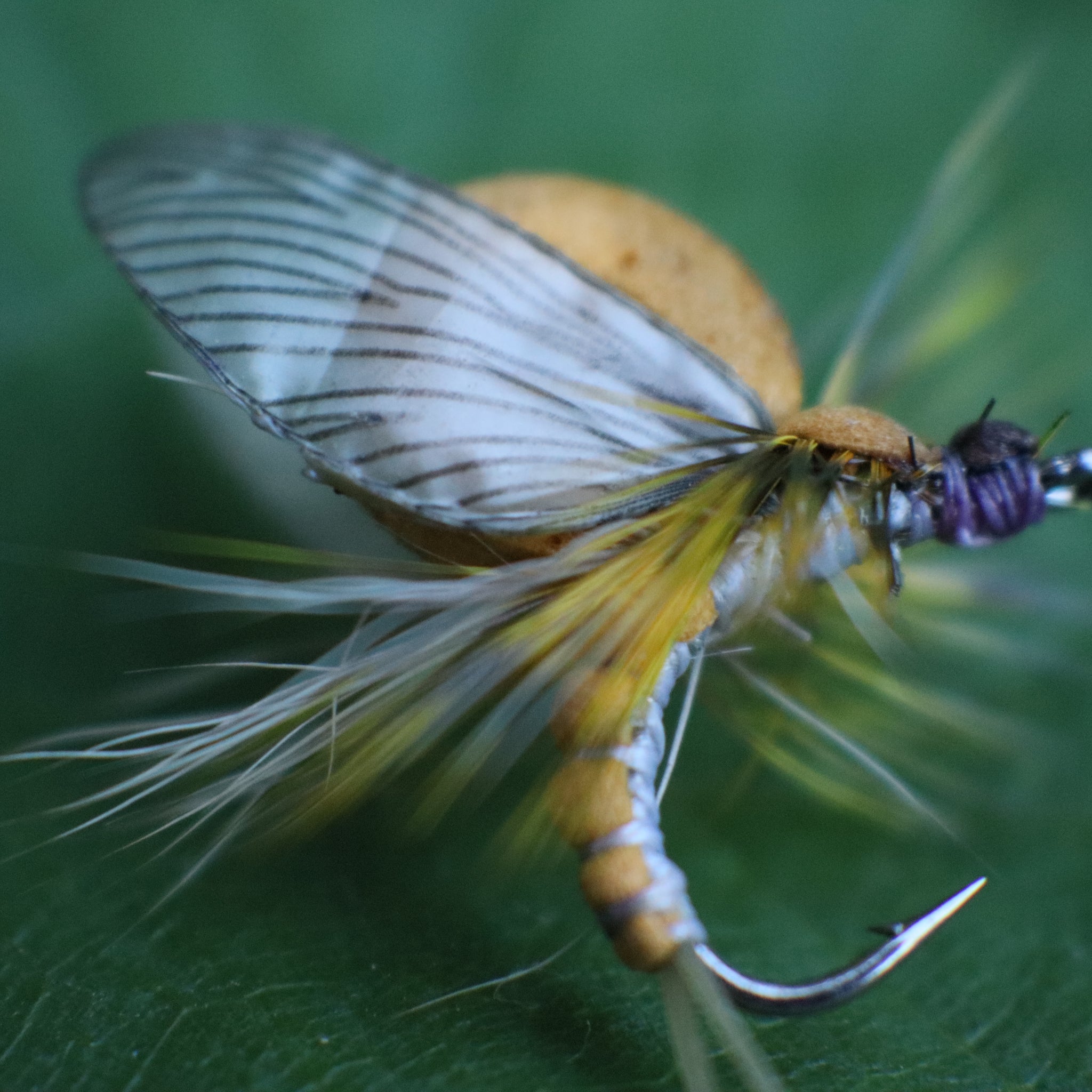 Realistic Mayfly Emerger