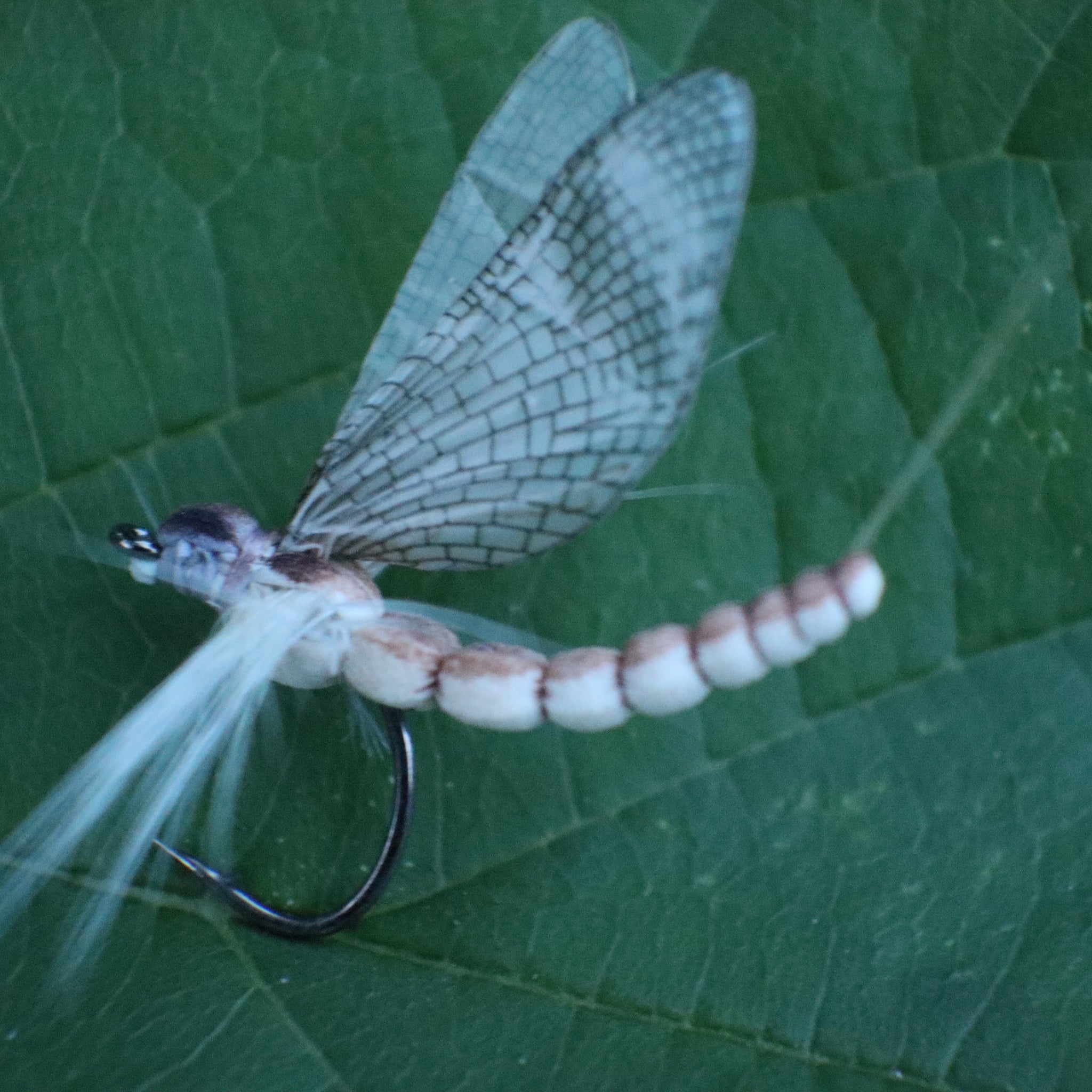 Mayfly Dun- Realistic Mayfly