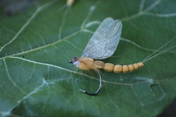 Mayfly Dun- Realistic Mayfly