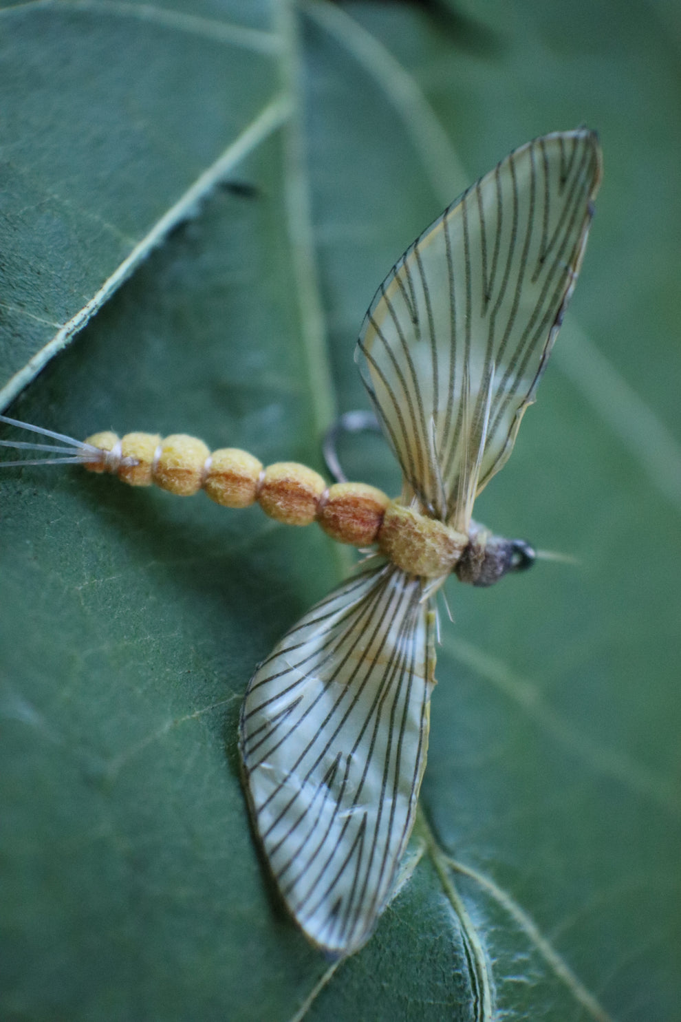 Mayfly Spent Yellow - Realistic Spinner Fall Dry Fly for Trout