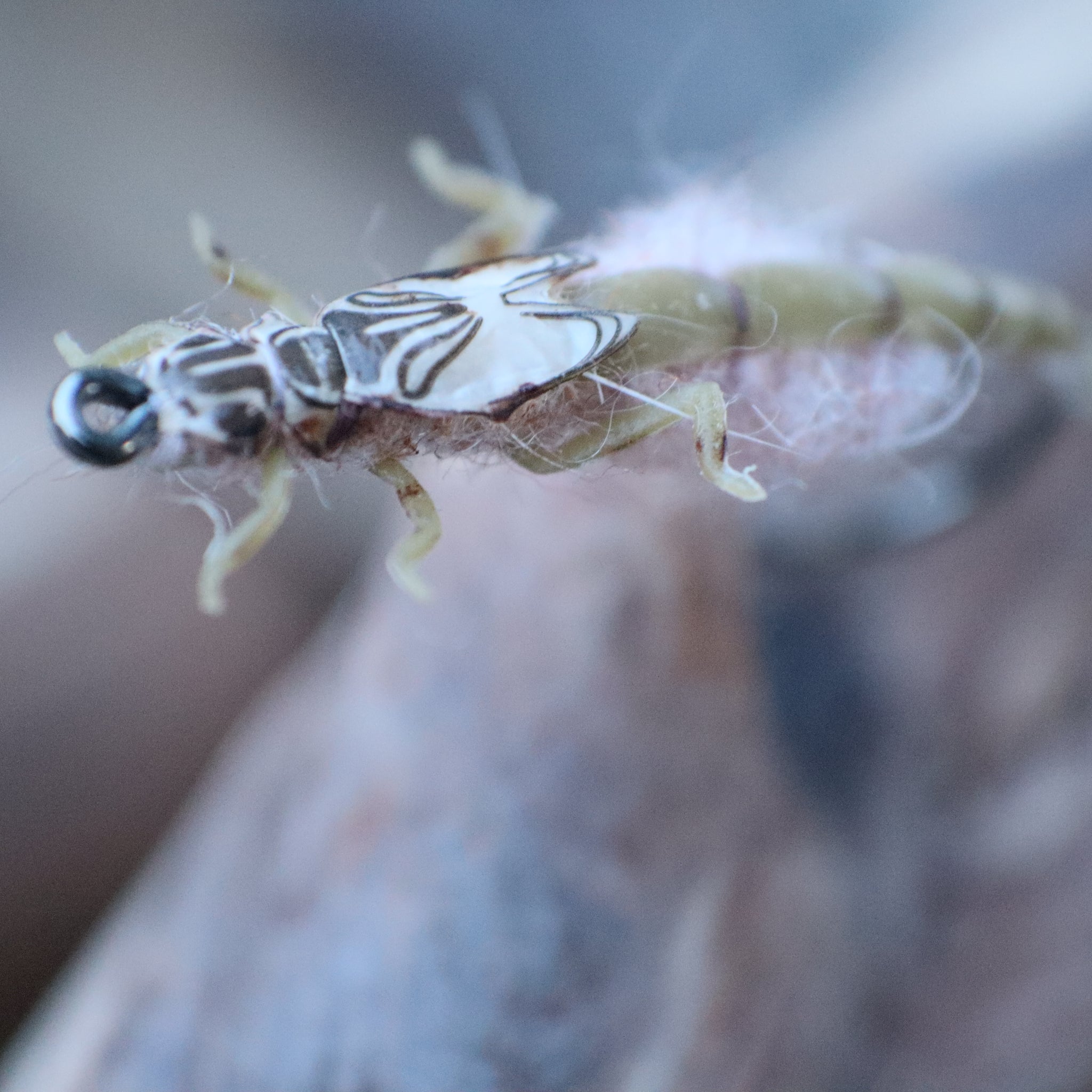 Mayfly Nymph - Realistic Flies